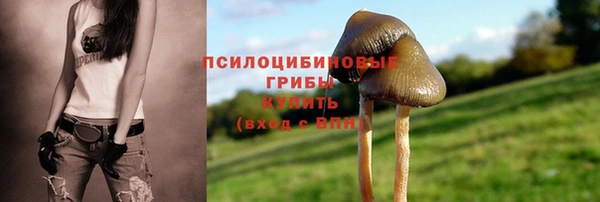 прущие грибы Арсеньев